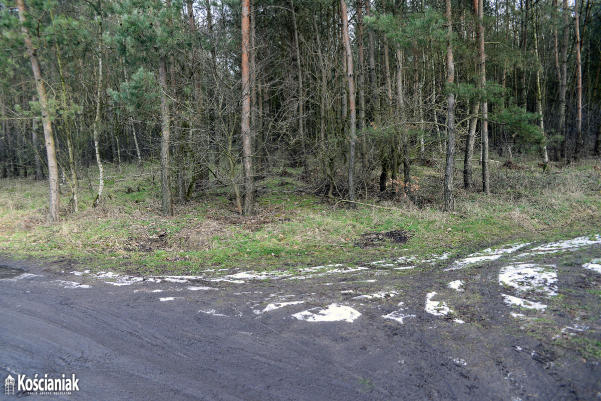 Posprzątany las w Kurzej Górze