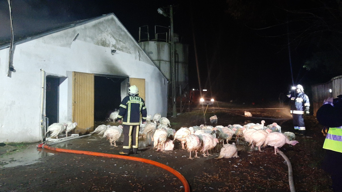 Pożar fermy indyków w Piotrowie Pierwszym