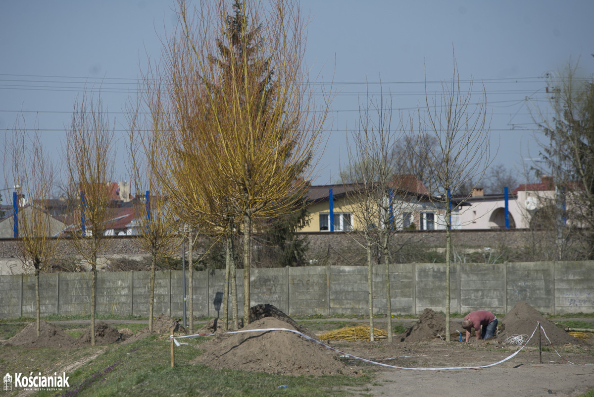 Sadzą drzewa na Łazienkach [ZDJĘCIA]