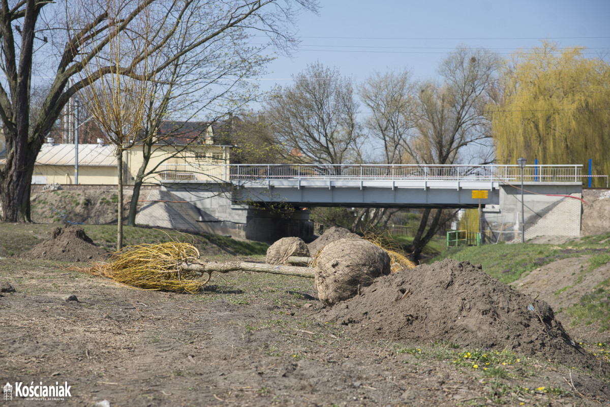 Sadzą drzewa na Łazienkach [ZDJĘCIA]