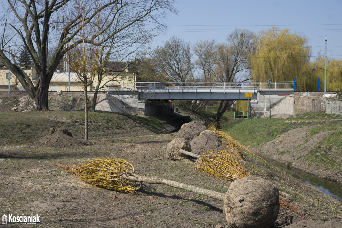 Sadzą drzewa na Łazienkach [ZDJĘCIA]