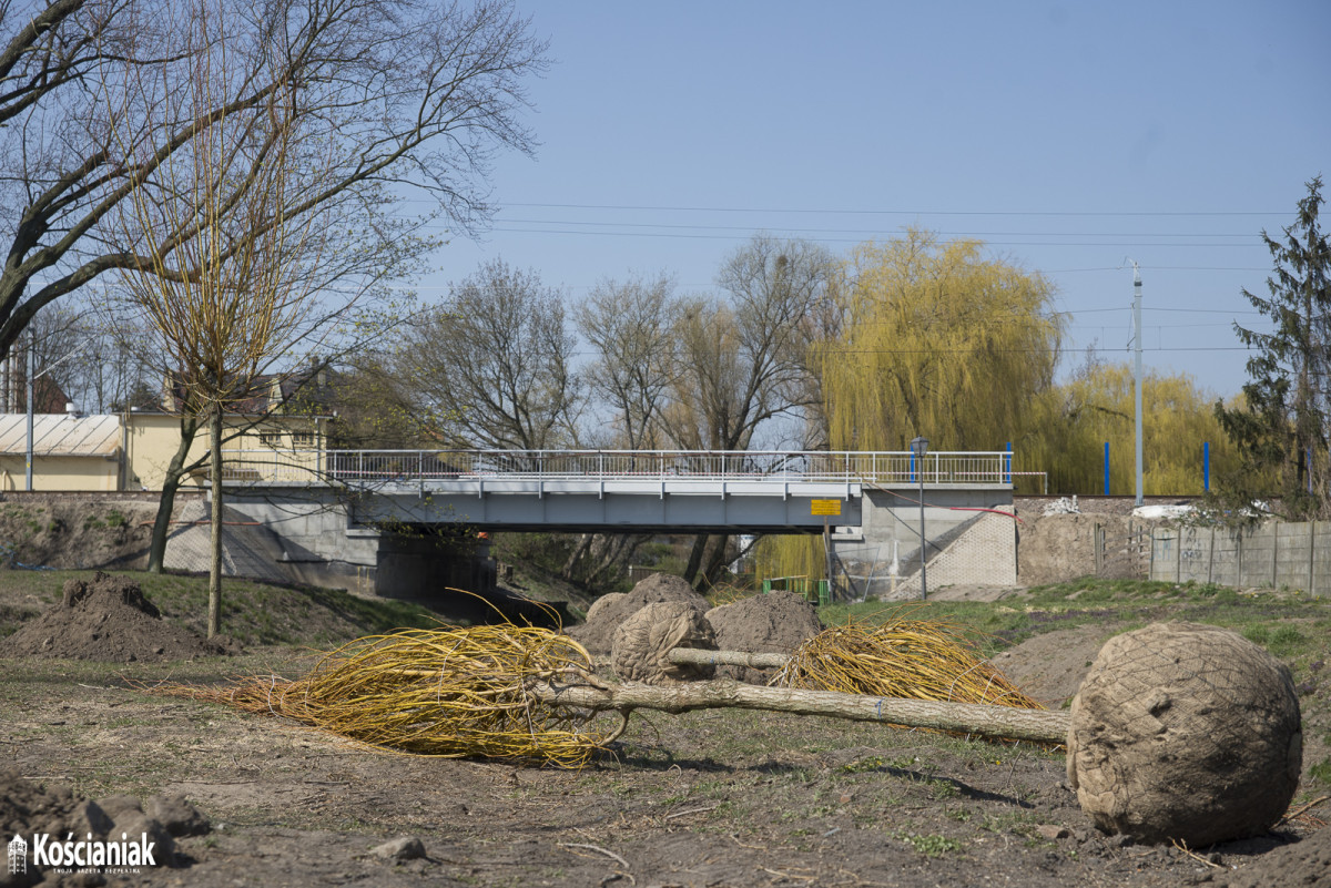 Sadzą drzewa na Łazienkach [ZDJĘCIA]