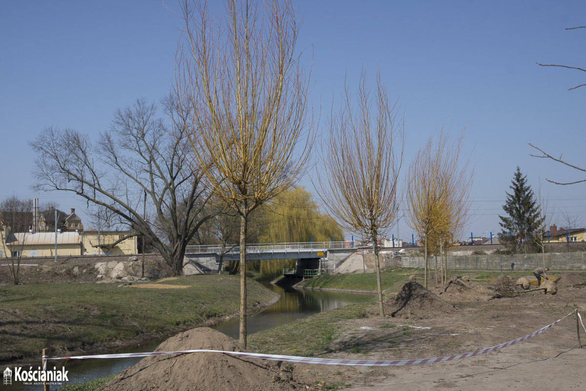 Sadzą drzewa na Łazienkach [ZDJĘCIA]