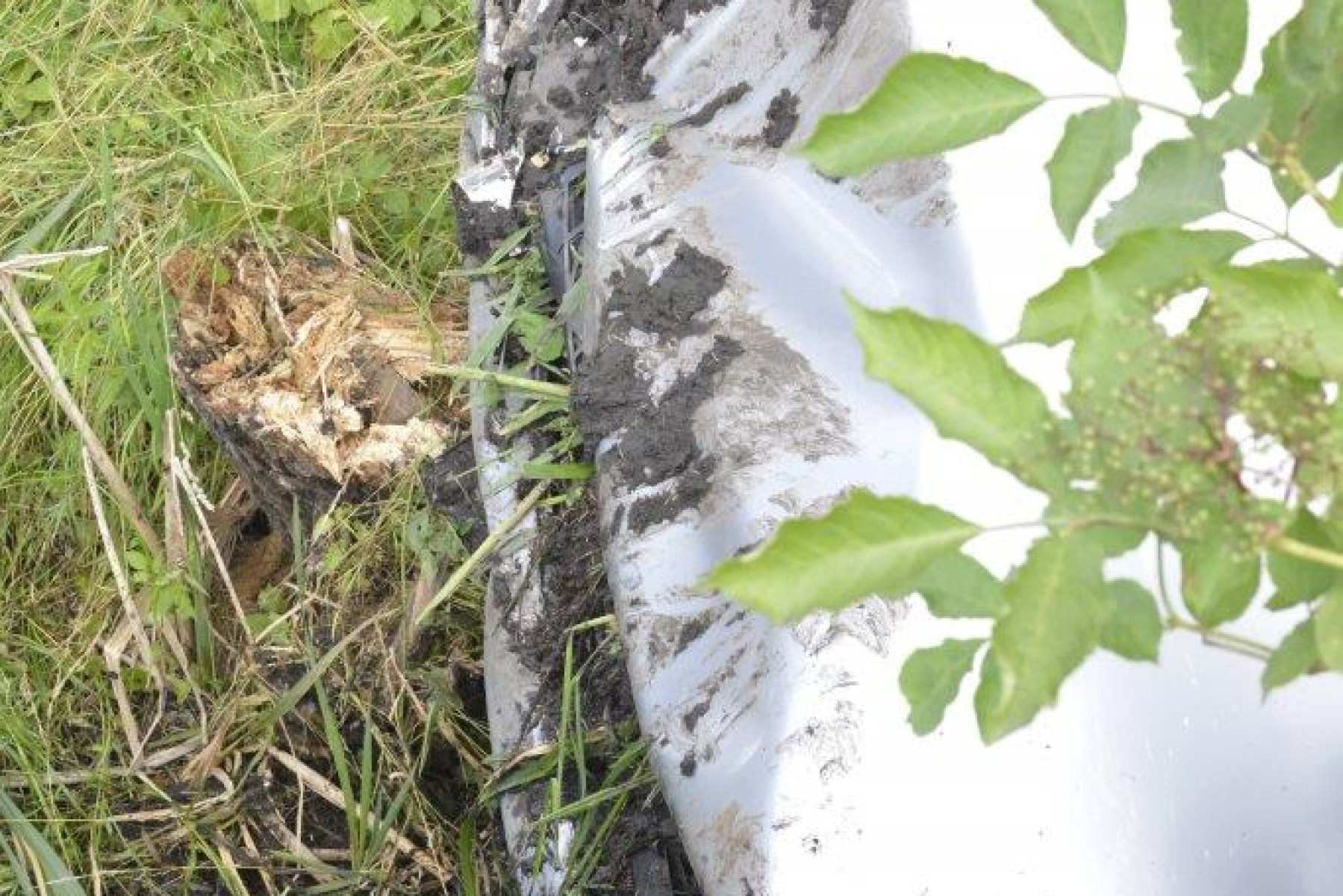 Kierująca wjechała do rowu pomiędzy Nielęgowem a Gryżyną