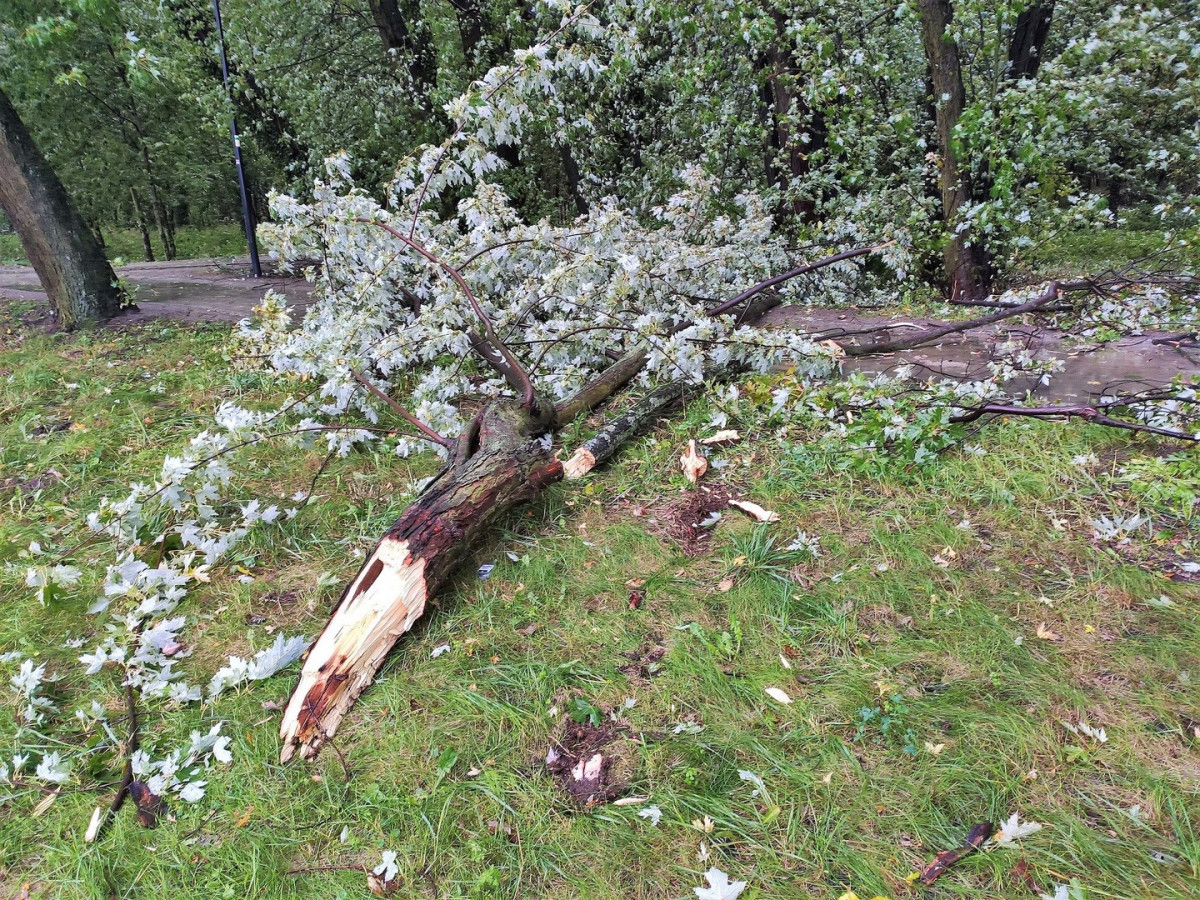 Połamane drzewa, uszkodzone auta i zalane piwnice