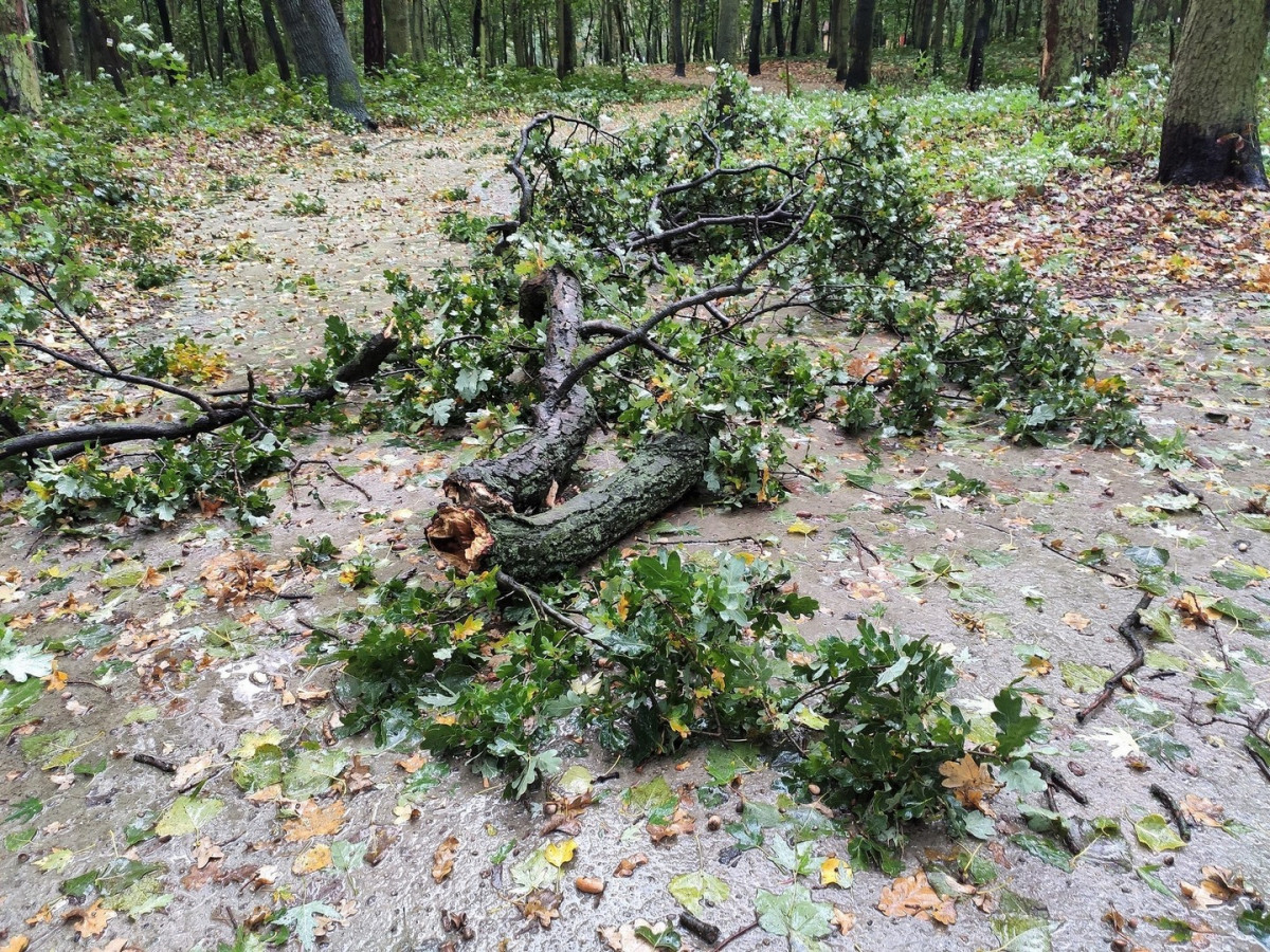 Połamane drzewa, uszkodzone auta i zalane piwnice