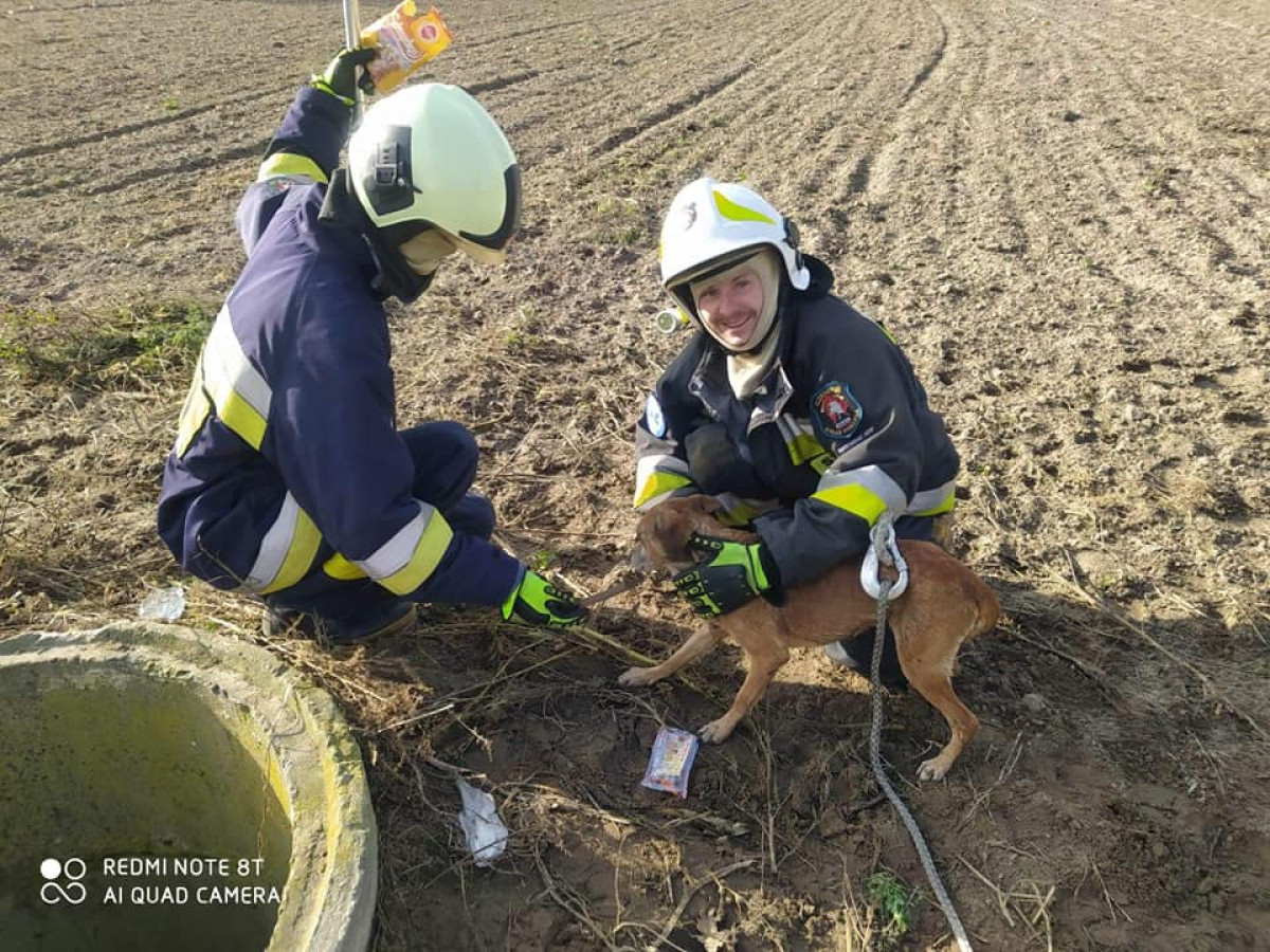Wydostali psa uwięzionego w studni
