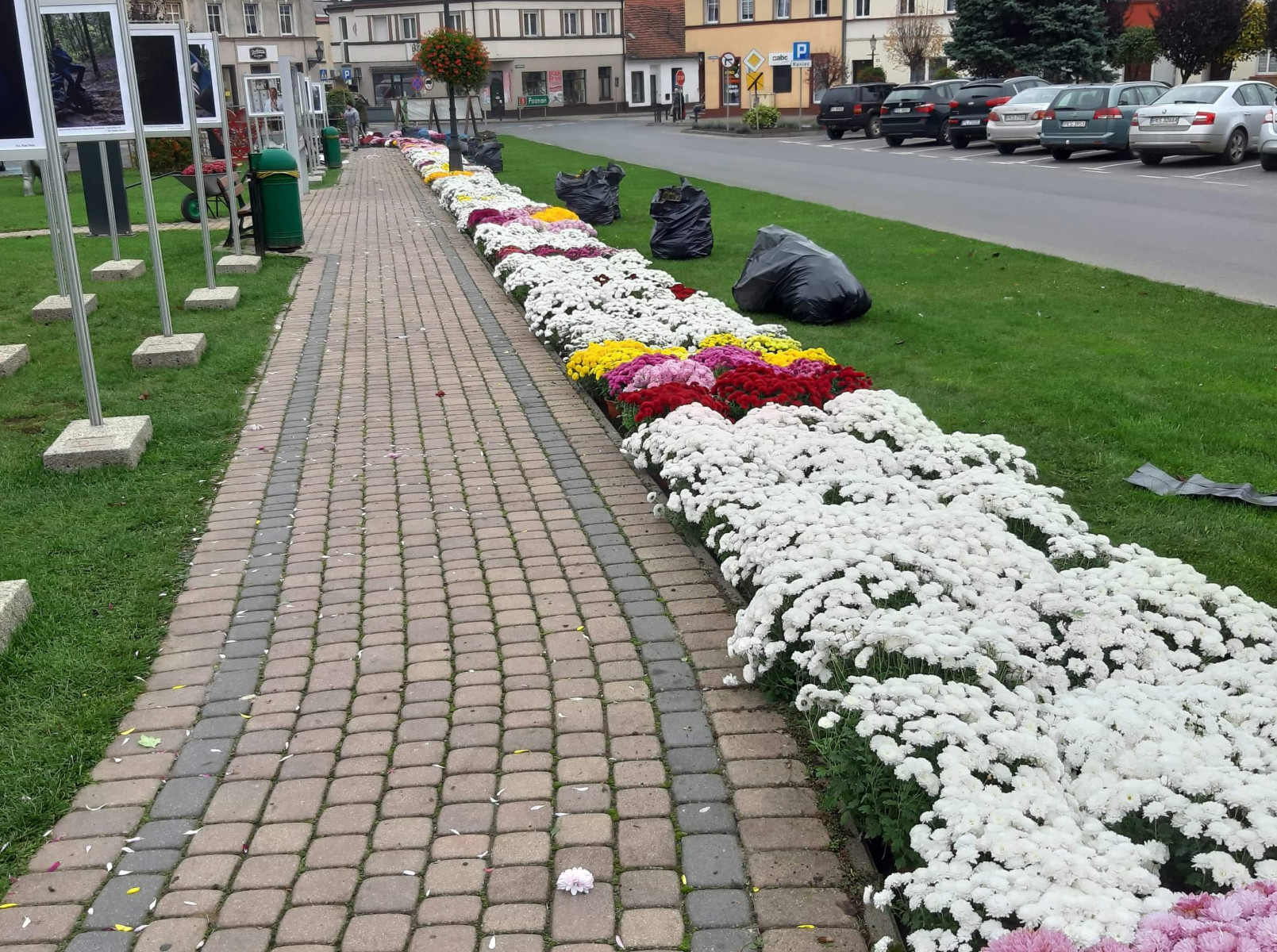 Śmigiel pięknie ustrojony chryzantemami