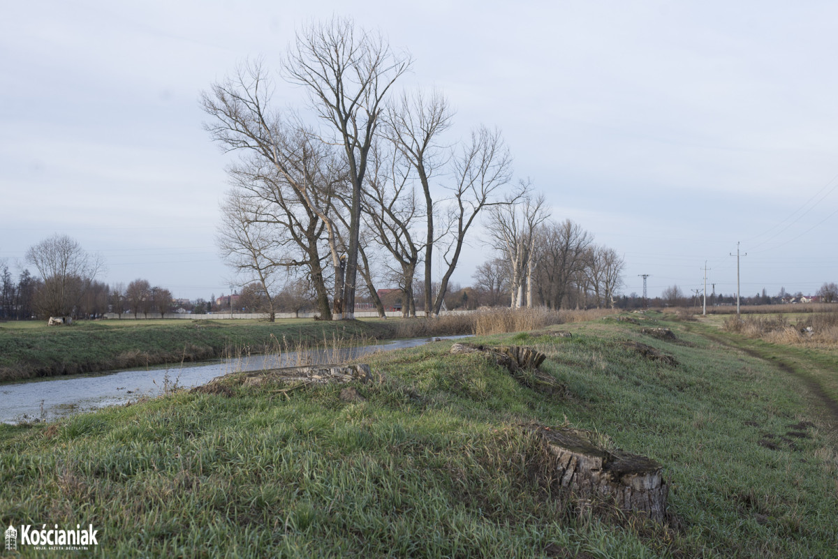 Wycinają trzciny i drzewa przy kanale Obry [ZDJĘCIA]