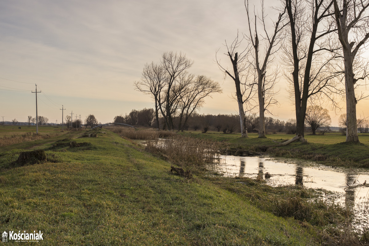 Wycinają trzciny i drzewa przy kanale Obry [ZDJĘCIA]
