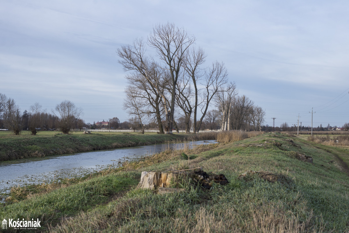 Wycinają trzciny i drzewa przy kanale Obry [ZDJĘCIA]