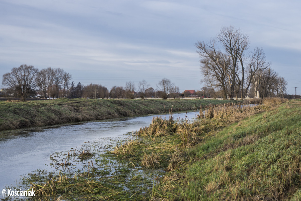 Wycinają trzciny i drzewa przy kanale Obry [ZDJĘCIA]