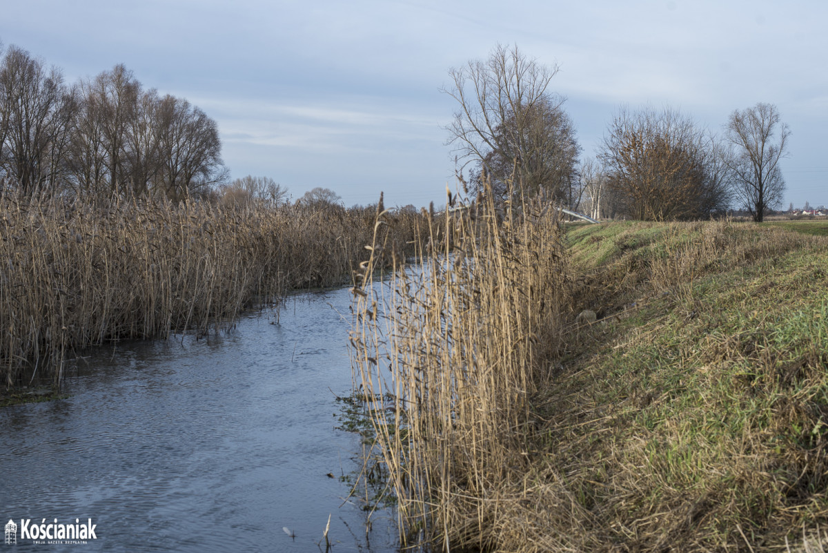 Wycinają trzciny i drzewa przy kanale Obry [ZDJĘCIA]