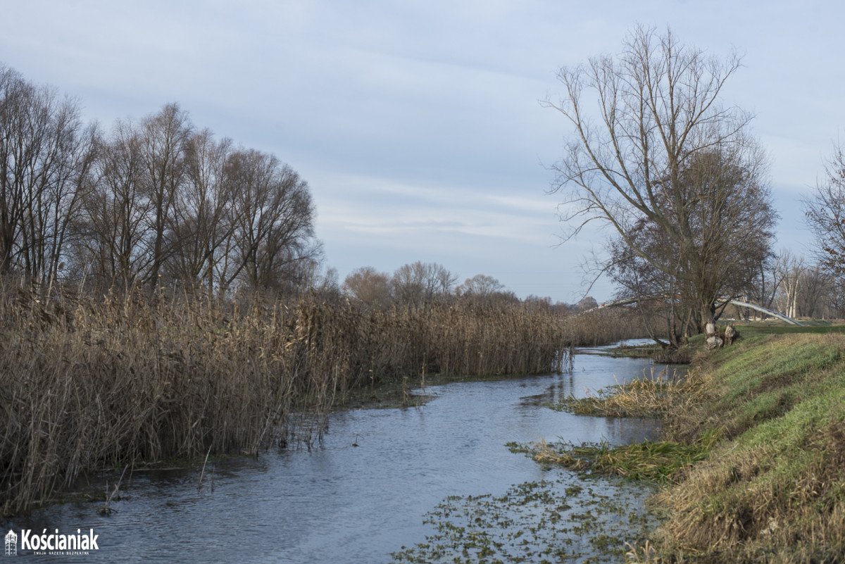 Wycinają trzciny i drzewa przy kanale Obry [ZDJĘCIA]