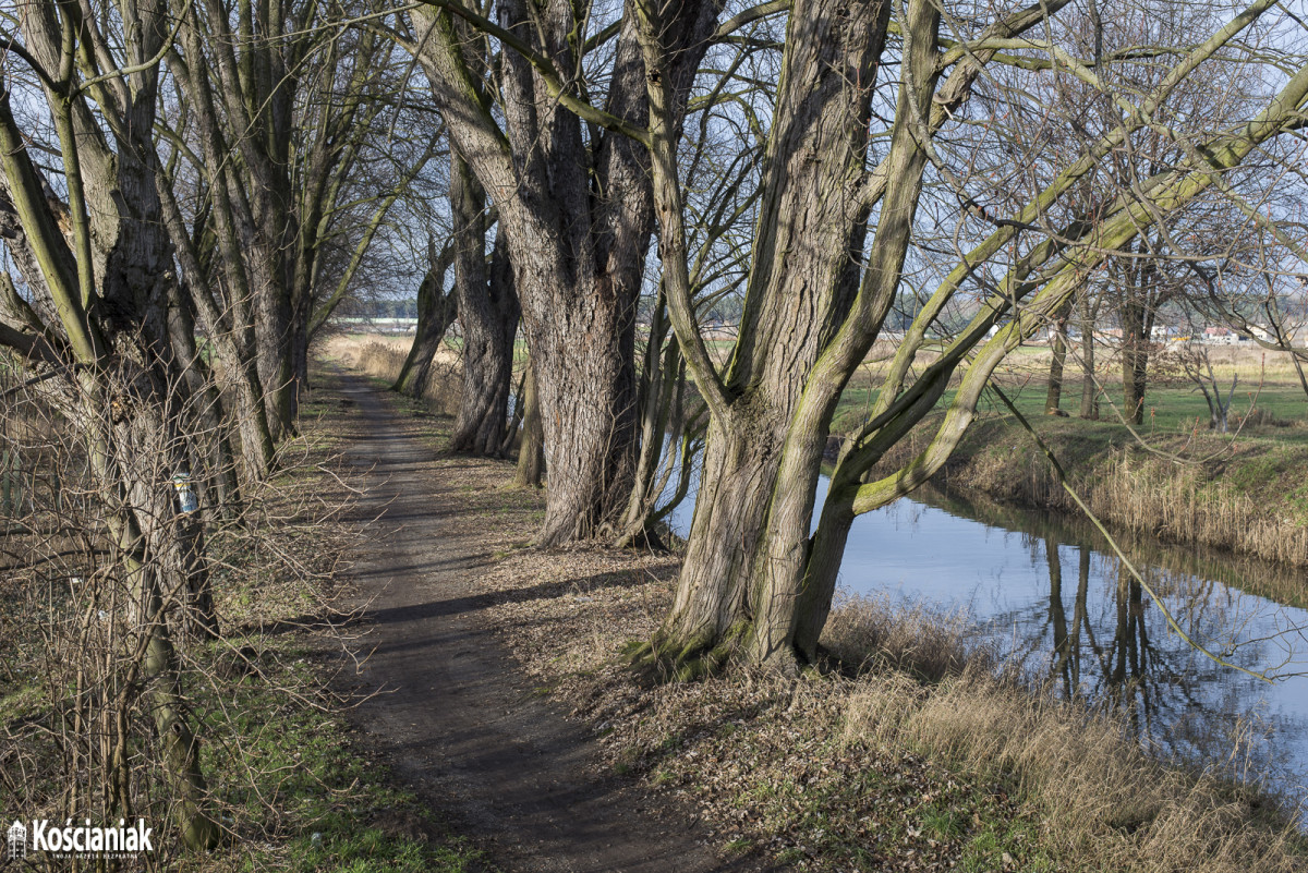 Wycinają trzciny i drzewa przy kanale Obry [ZDJĘCIA]
