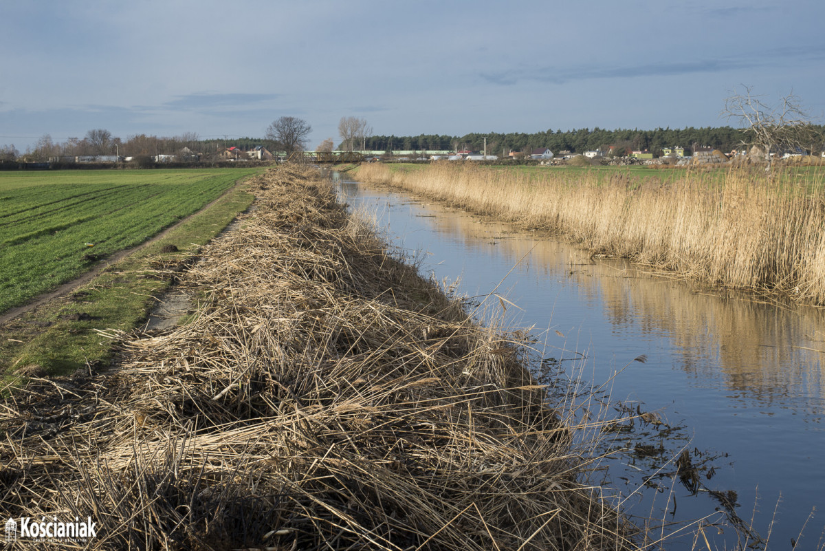 Wycinają trzciny i drzewa przy kanale Obry [ZDJĘCIA]