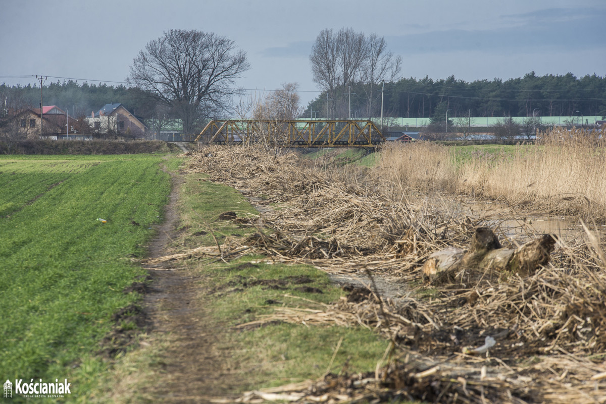 Wycinają trzciny i drzewa przy kanale Obry [ZDJĘCIA]