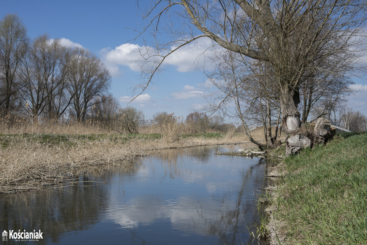 Kanał Obry po zimie [ZDJĘCIA]