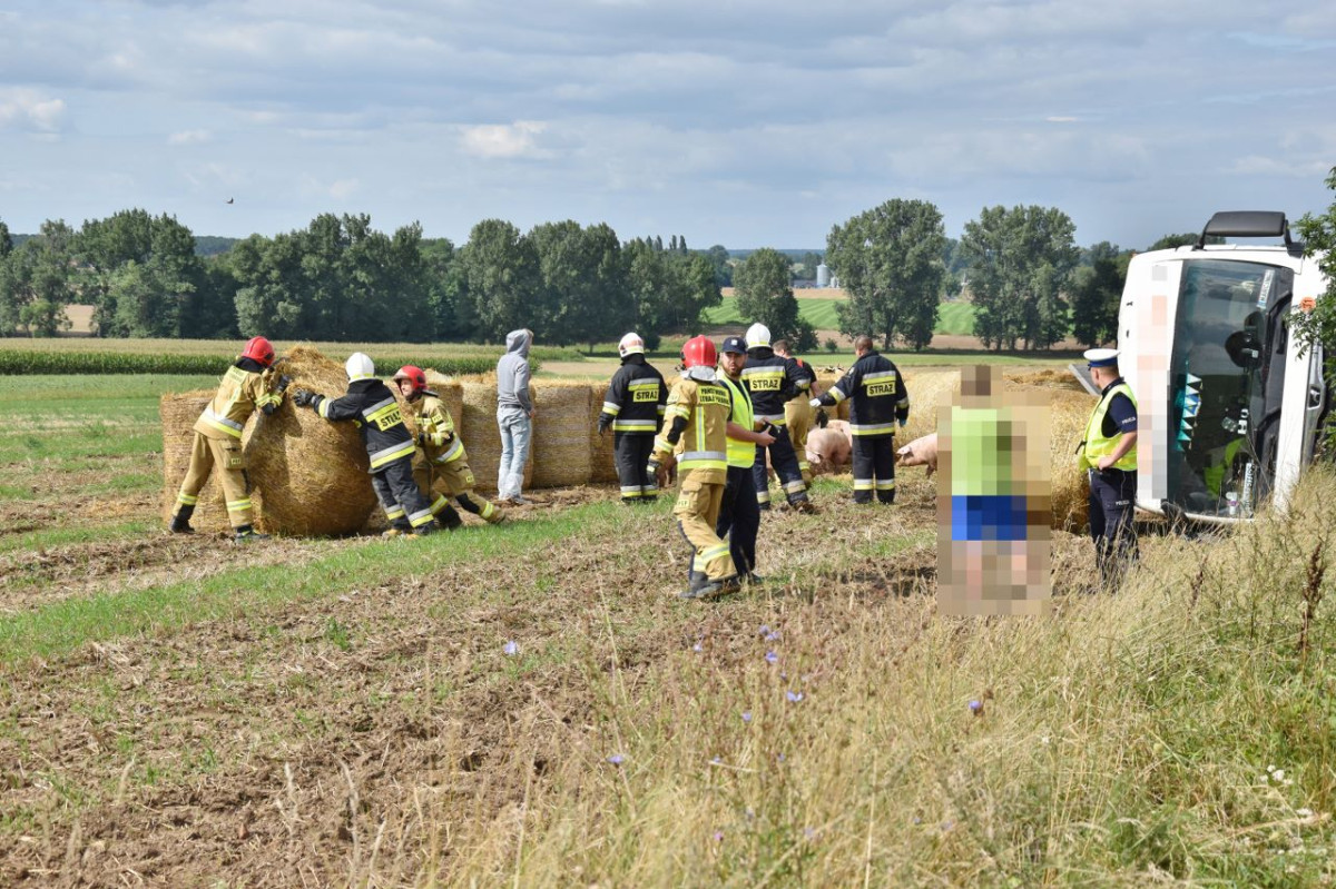 Ciężarówka transportująca świnie wpadła do rowu [ZDJĘCIA]