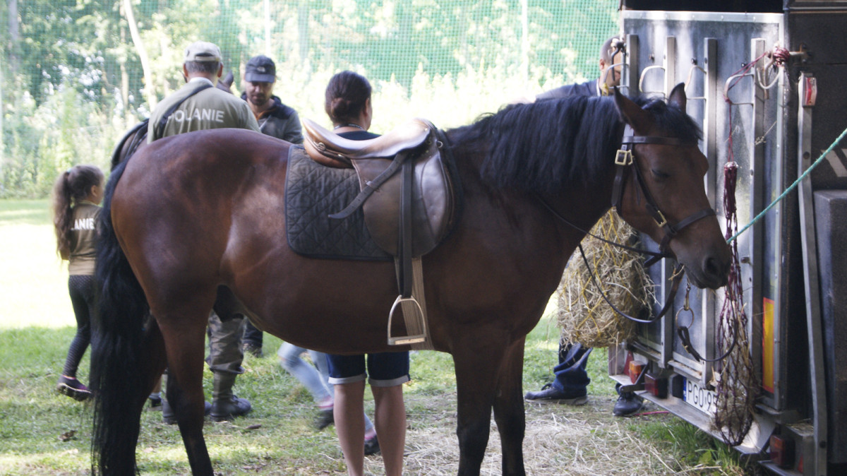 Piknik Historyczny w Wilkowie Polskim [ZDJĘCIA]