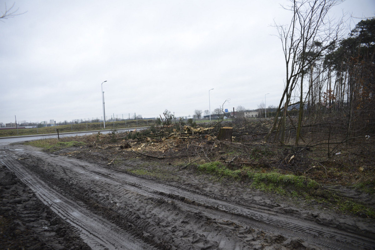 Wycięto drzewa w kurzogórskim lesie. To planowy zabieg