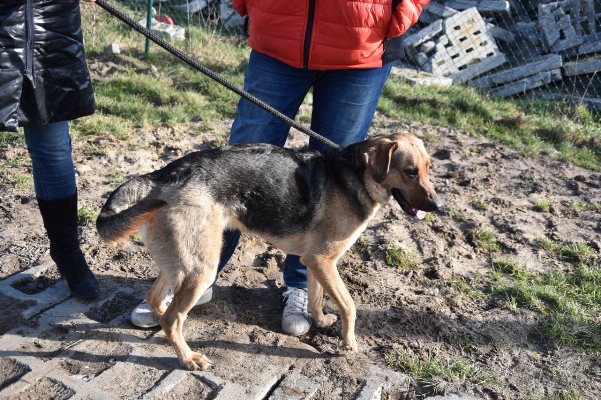 Fundacja Mondo Cane kieruje ostre zarzuty w stronę miasta