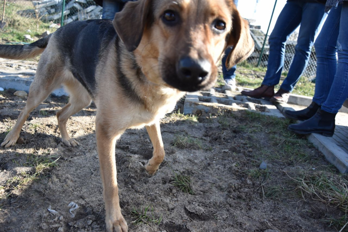 Fundacja Mondo Cane kieruje ostre zarzuty w stronę miasta