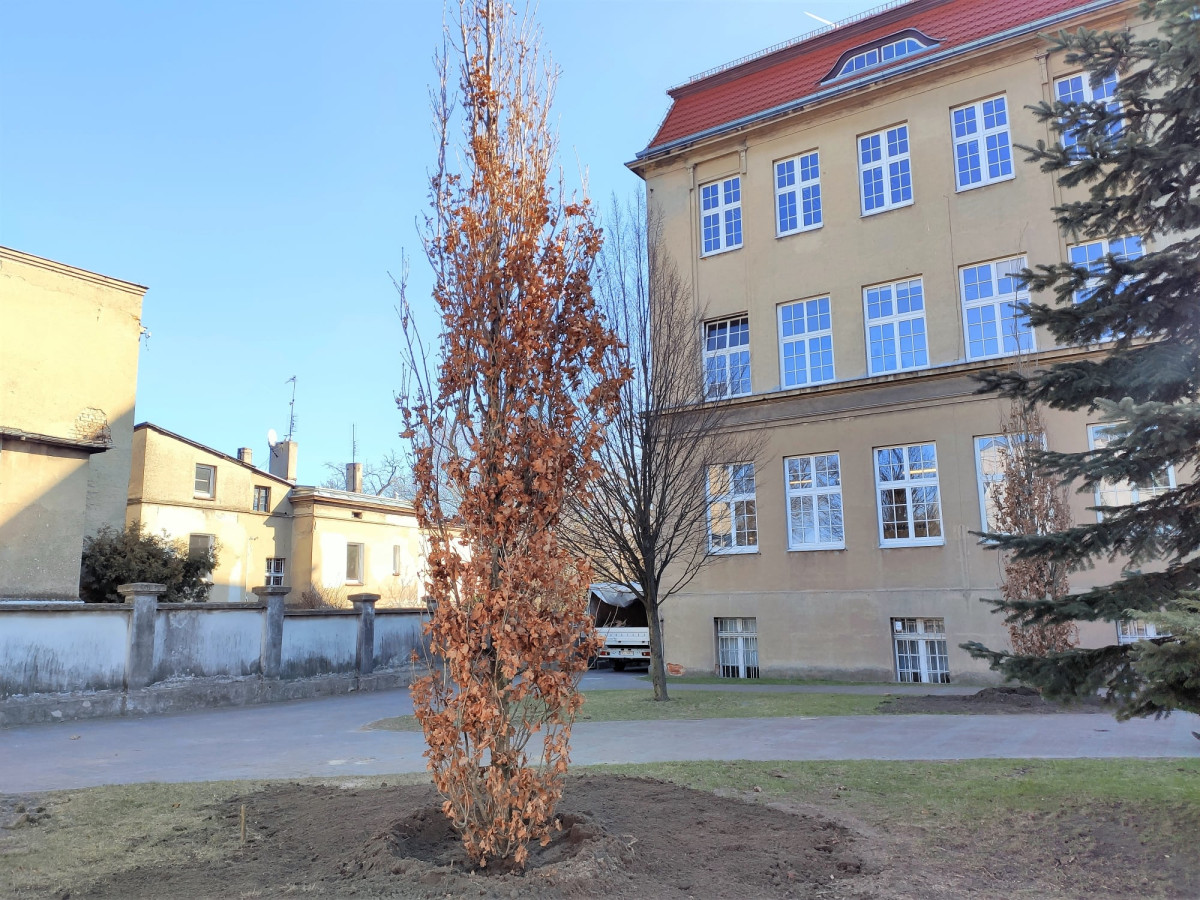 Posadzono dęby przy liceum [ZDJĘCIA]