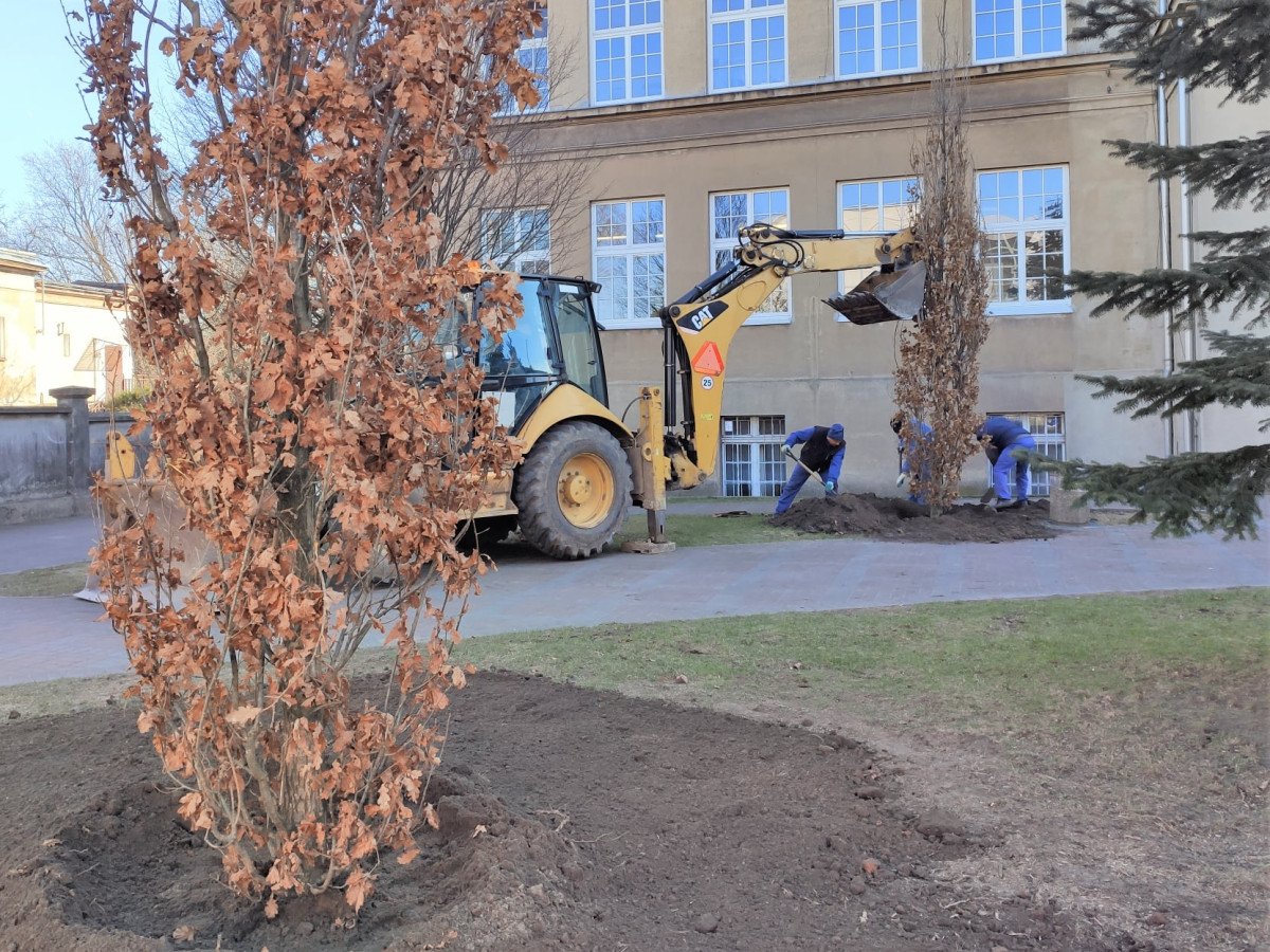 Posadzono dęby przy liceum [ZDJĘCIA]