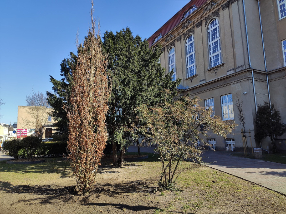 Posadzono dęby przy liceum [ZDJĘCIA]