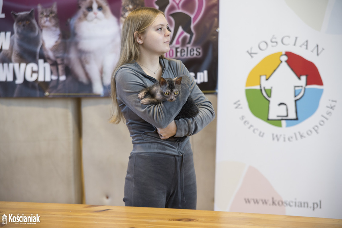 Pokaz kotów rasowych w Kościanie [ZDJĘCIA]
