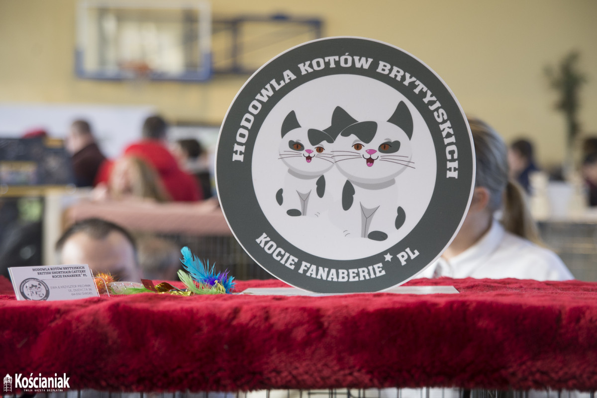 Pokaz kotów rasowych w Kościanie [ZDJĘCIA]