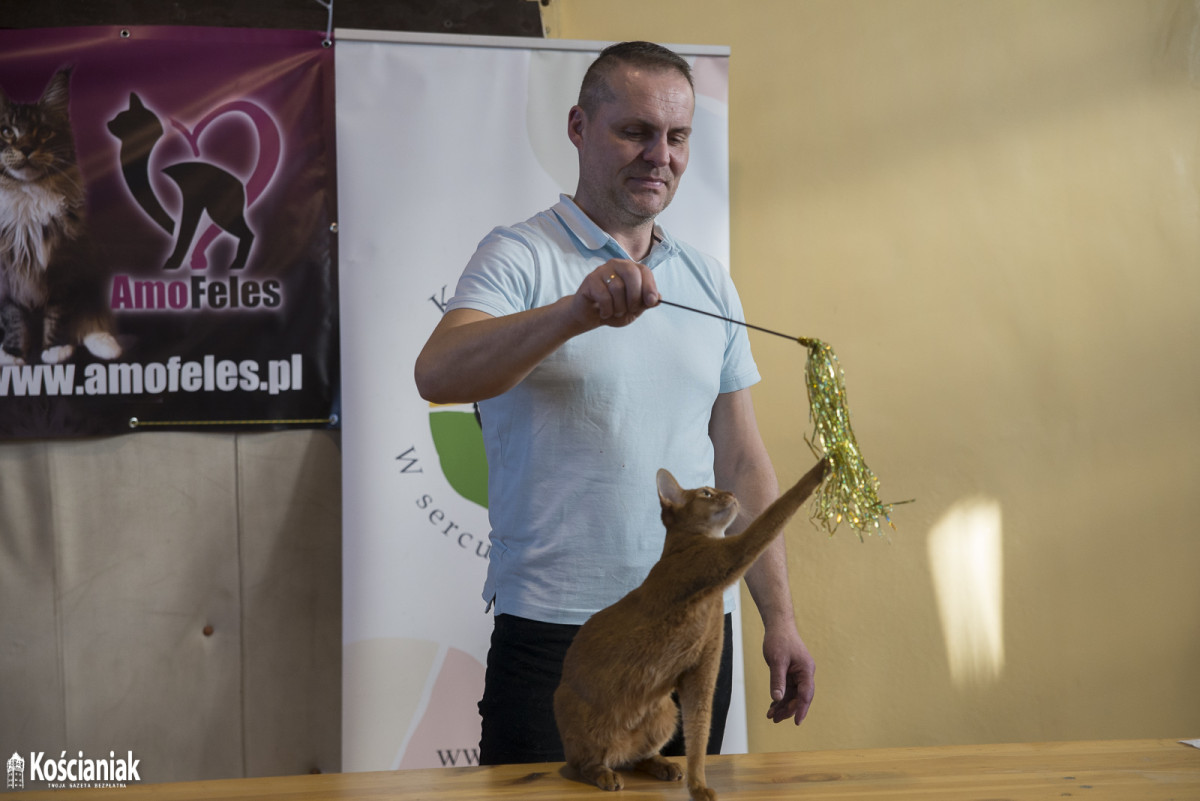 Pokaz kotów rasowych w Kościanie [ZDJĘCIA]