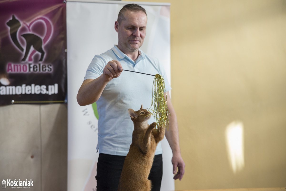Pokaz kotów rasowych w Kościanie [ZDJĘCIA]
