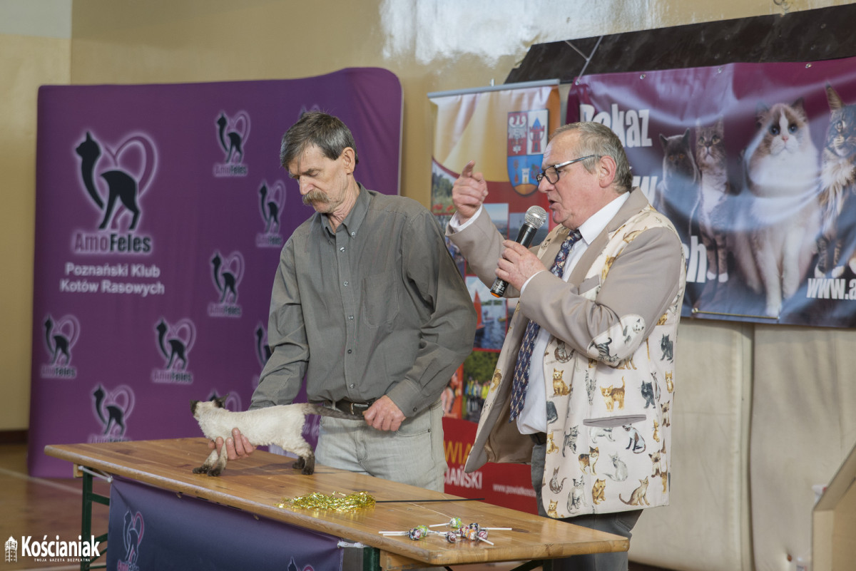 Pokaz kotów rasowych w Kościanie [ZDJĘCIA]