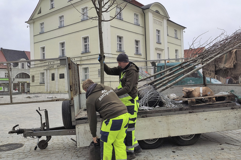 Sadzą lipy na kościańskim Rynku [ZDJĘCIA]