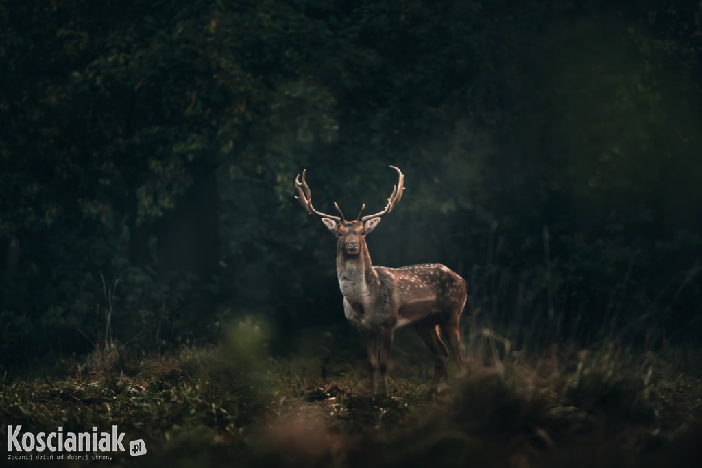 Życie nad kanałem Obry