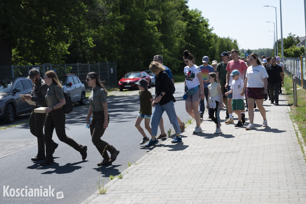 Spacer po lesie w poszukiwaniu owadów
