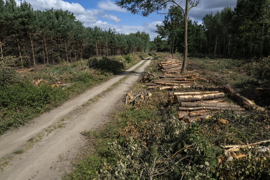 Trwa wycinka drzew pod obwodnicę Kościana