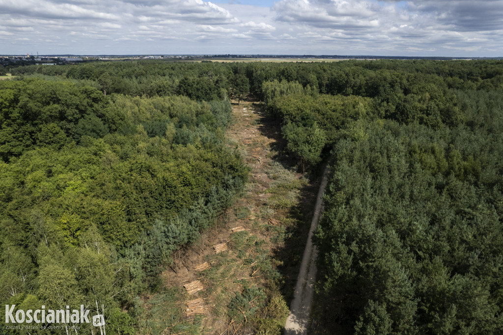Trwa wycinka drzew pod obwodnicę Kościana