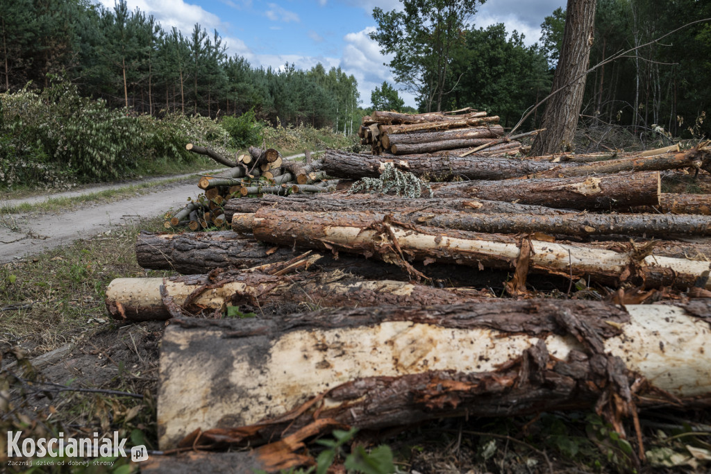 Trwa wycinka drzew pod obwodnicę Kościana