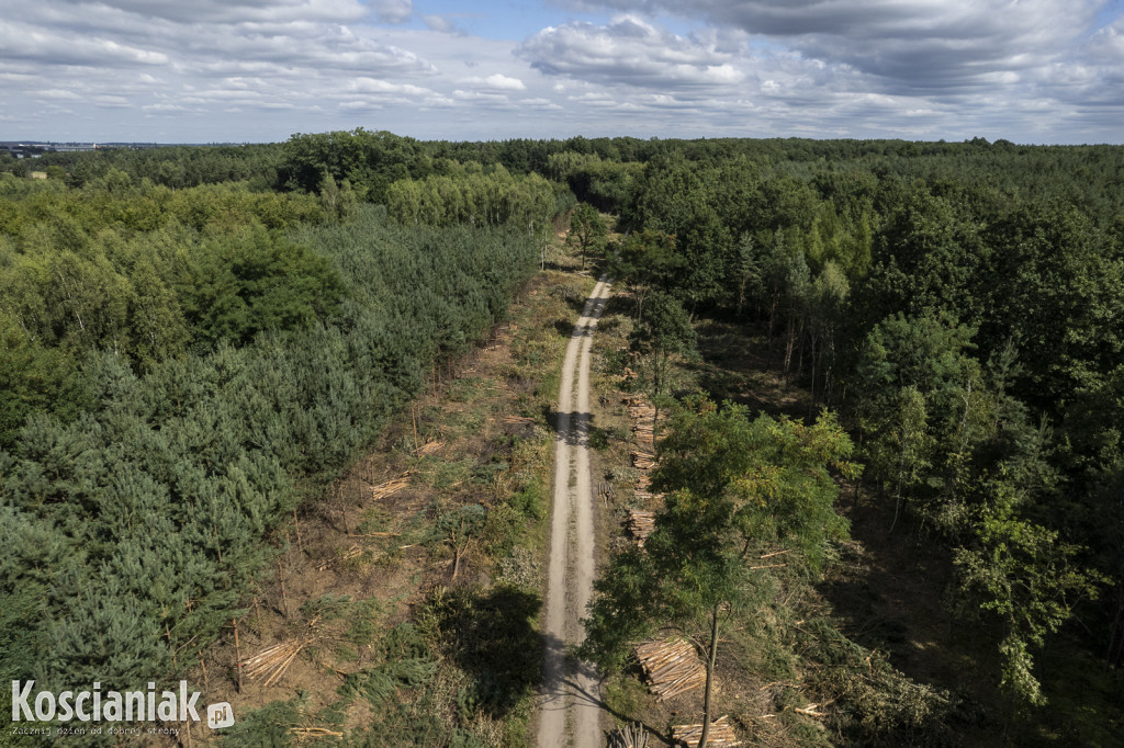 Trwa wycinka drzew pod obwodnicę Kościana
