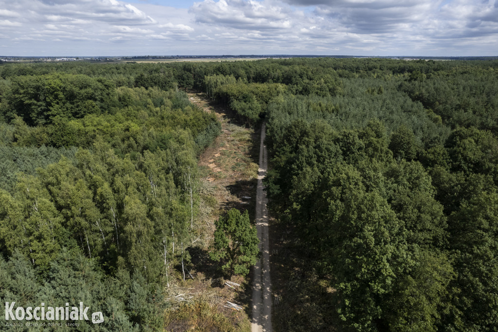 Trwa wycinka drzew pod obwodnicę Kościana