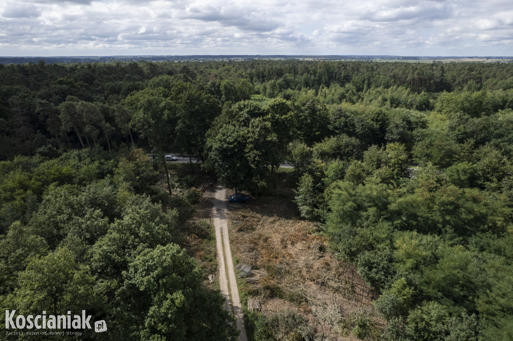 Trwa wycinka drzew pod obwodnicę Kościana
