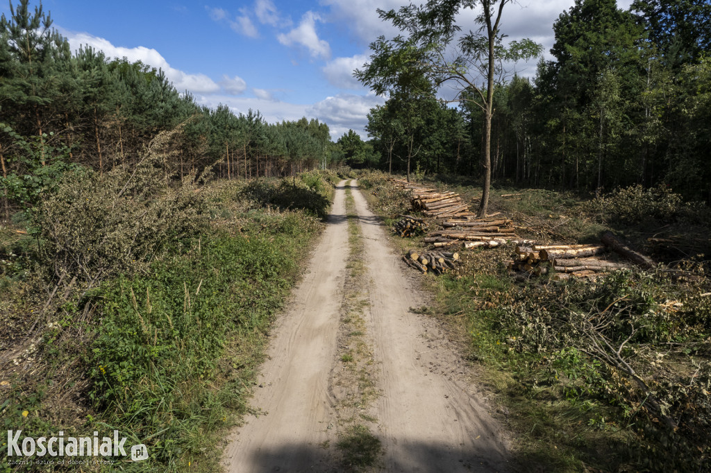 Trwa wycinka drzew pod obwodnicę Kościana