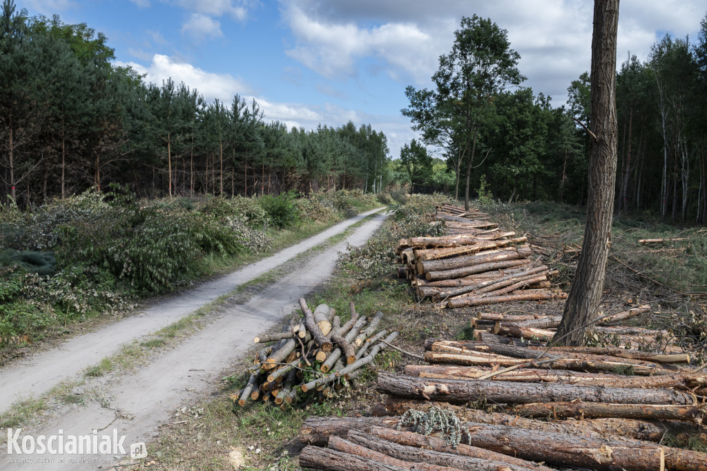 Trwa wycinka drzew pod obwodnicę Kościana