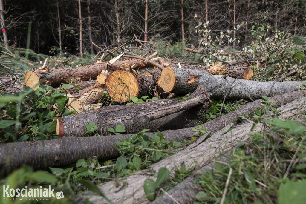 Trwa wycinka drzew pod obwodnicę Kościana