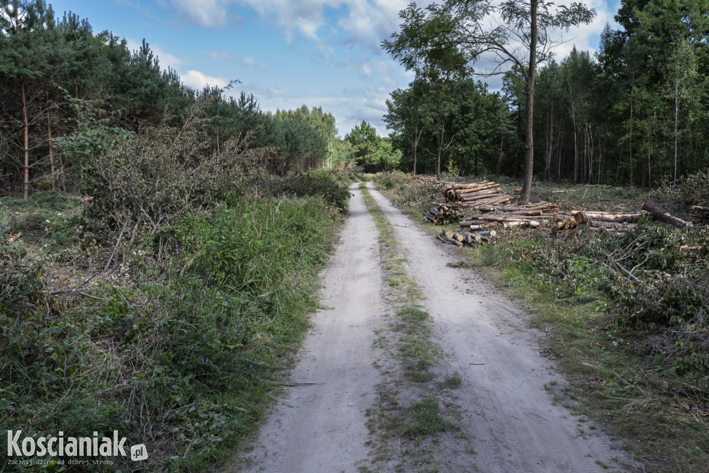 Trwa wycinka drzew pod obwodnicę Kościana