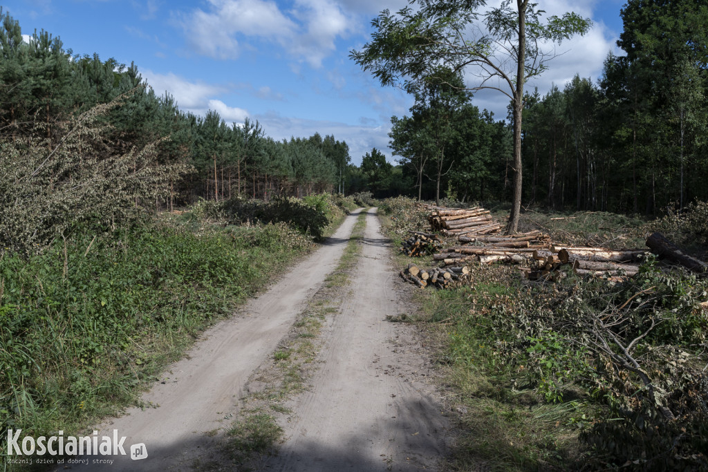 Trwa wycinka drzew pod obwodnicę Kościana
