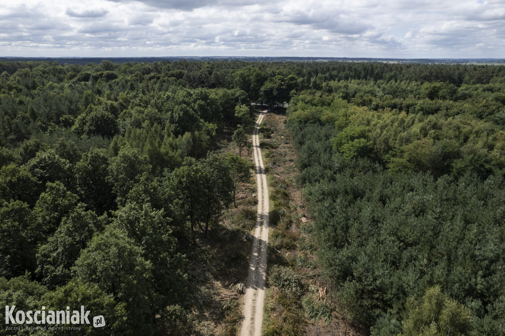 Trwa wycinka drzew pod obwodnicę Kościana